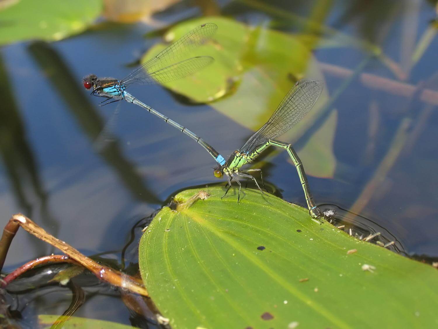 Red-eyed Damselfly tandem by David Kitching